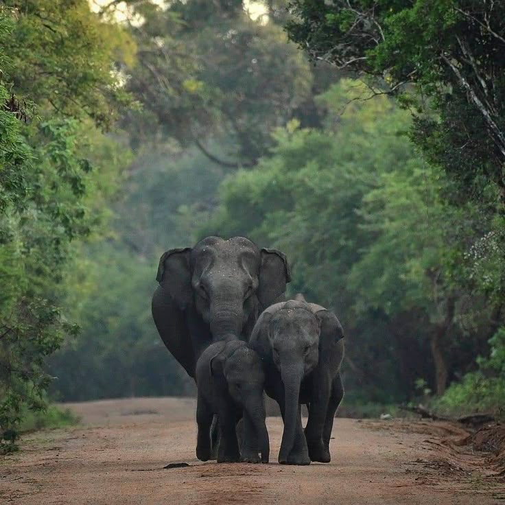 yala national park srilanka